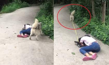 Giả chết để thử lòng thú cưng, ai ngờ hành động của chú chó khiến cô chủ chỉ biết bất lực