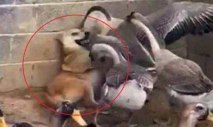 Chú chó đi lạc vào chuồng ngỗng, và cuộc chiến sau đó khiến người chủ nhìn thấy chỉ biết 'cười nghặt nghẽo'