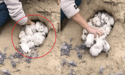 Nhìn thấy một lỗ hổng lớn trên ruộng, người phụ nữ can đảm cho tay vào trong, ai ngờ kéo ra được thứ này