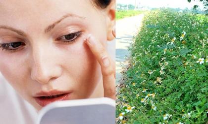 3 loại cây mọc dại ven đường có tác dụng làm đẹp chẳng kém mỹ phẩm đắt tiền, nhiều chị em bỏ qua! 