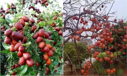 Trước trồng táo, sau trồng mai, Đông trồng lựu, Tây trồng hồng': Trong nhà trồng 4 cây này thì phú quý, thịnh vượng muôn đời