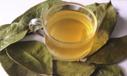 Có 1 loại lá khi tươi không ai thèm ngó ngàng, nhưng mang đi phơi khô thành trà đặc sản, bán gần 300.000 đồng/kg