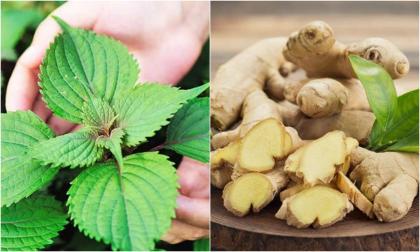 Gừng nấu với lá tía tô có tác dụng gì?