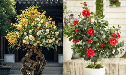 Loài cây cảnh trường thọ mà người giàu rất thích trồng: Có cây sống 200 năm, hoa vẫn nở cả sau khi người trồng đã mất