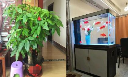 Nếu bạn đặt 4 thứ này trong phòng khách, cuộc sống của bạn sẽ ngày càng suôn sẻ hơn!