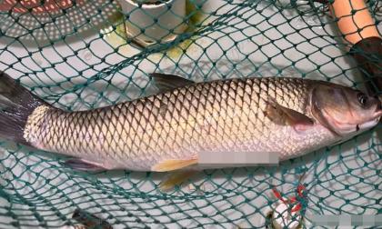 Dù là loại cá nào thì cũng phải loại bỏ 5 bộ phận này! Nhiều người không hiểu, chẳng trách mùi tanh của cá lại nồng đến vậy