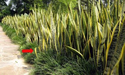 Đây là vị trí và hướng đặt cây lưỡi hổ trong nhà hợp phong thủy, đơn giản nhưng ít người biết!