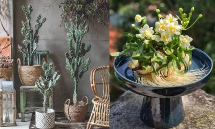 Những loại cây phong thủy nhà giàu luôn kiêng kỵ: Âm thầm 'rút' tài lộc, ảnh hưởng sức khỏe cả gia đình