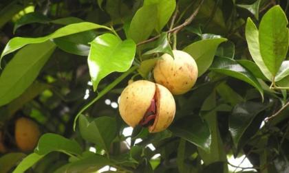 Việt Nam trồng bạt ngàn loại gia vị triệu đô, rất quý hiếm: 31 quốc gia liên tục săn lùng, nước ta xuất khẩu hơn 3.000 tấn