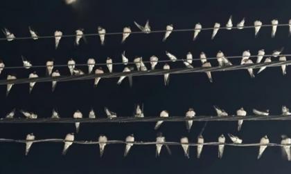 Tại sao hàng nghìn con chim én đậu chằng chịt trên dây điện ở Cần Thơ?