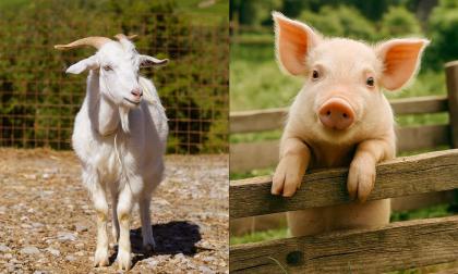 Tử vi ngày 3/12/2025 của 12 con giáp: Tuổi Hợi gặp nhiều may mắn, Mùi sự nghiệp rất kém