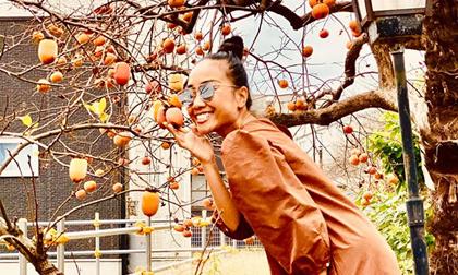 Đến Nhật Bản đúng mùa hồng, ca sĩ Đoan Trang thoải mái vặt hái trái ven đường thưởng thức miễn phí
