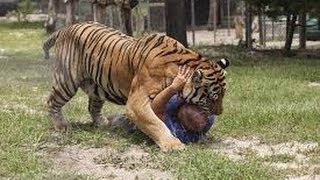 Kiểm lâm Ấn Độ bị hổ ăn thịt khi vào rừng tuần tra