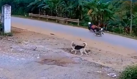 'Toát mồ hôi' với đàn chó được thả rông, lao ra đường tấn công người qua lại