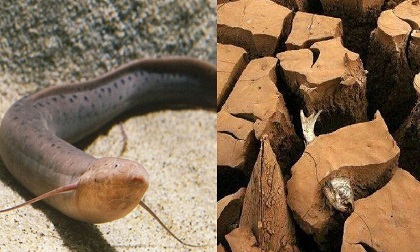 Loài cá 'kỳ dị' nhất thế giới, sống 4 năm trên cạn không chết