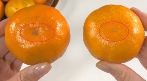 Cách chọn cam Canh vừa ngọt lịm vừa tươi ngon mọng nước