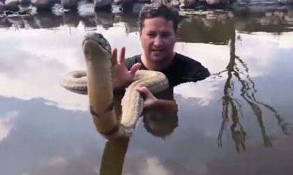 Người đàn ông vô tư chơi đùa cùng hổ mang chúa khổng lồ lớn nhất châu Phi, dài 4,8m