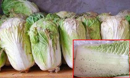 Cải thảo xuất hiện những chấm đen, có nên ăn? 