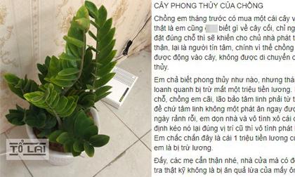 Mua về 'cây phong thủy' để phát tài, chồng bị vợ phát hiện 'quỹ đen'