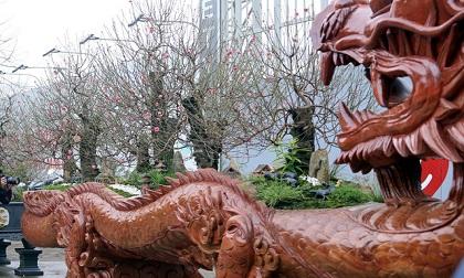 Chậu đào 'Rồng cuộn ngũ hành sơn' giá hơn 1 tỷ dành cho đại gia chơi Tết ở Hà Nội