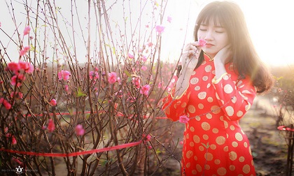 Chuyên gia phong thuỷ mách bạn cách chọn đào Tết đón tài lộc