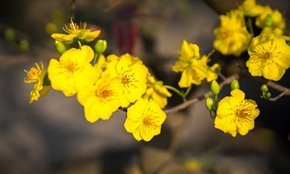 Những loài hoa trưng Tết Canh Tý 2020 để cả năm nhận được may mắn, thành công