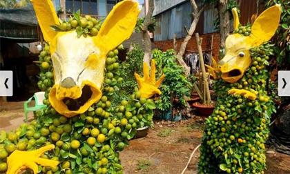 Quất cảnh ăn theo năm 'chuột vàng' khiến dân mạng 'hú hồn' với cách tạo kiểu có 1-0-2