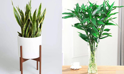 Cây nào phù hợp đặt trong phòng ngủ?