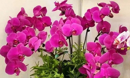 Mừng tân gia, mừng thọ, khai trương... nên chọn hoa, cây cảnh nào tặng để không bị chê là thiếu hiểu biết?