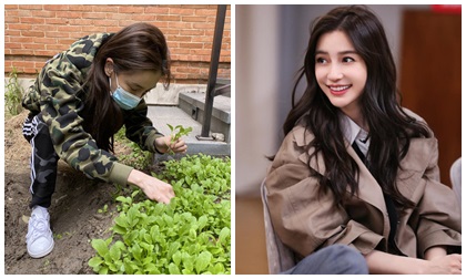 Angelababy bị tung bằng chứng làm màu khi thu hoạch rau, giả tạo để khoe khoang đảm đang với công chúng