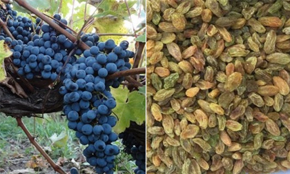 Nho tươi hay nho khô bổ dưỡng hơn? Bác sĩ chỉ cách ăn đúng cho bệnh nhân tiểu đường