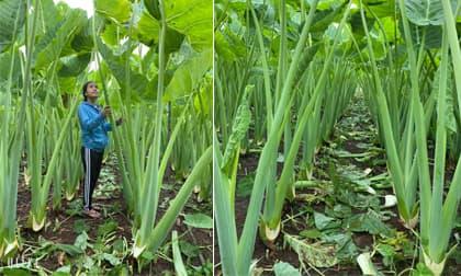 Hình ảnh cây dọc mùng 'siêu to khổng lồ' cao hẳn 2 mét nhận bão like từ dân mạng 