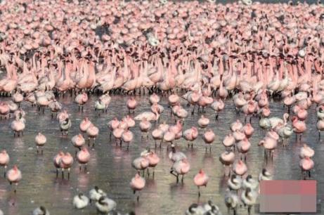 'Đội quân' chim hồng hạc Ấn Độ xuất hiện đông đúc với cảnh tượng đẹp ngoạn mục