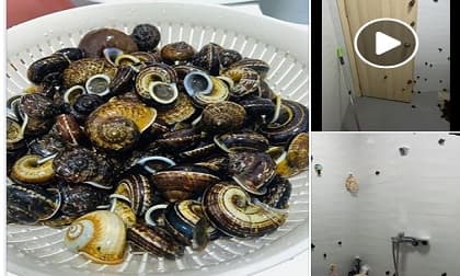 Vào bếp trổ tài làm món ốc hấp, cô gái 'hồn vía lên mây' khi chứng kiến cảnh đáng sợ