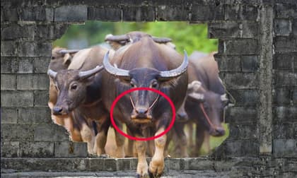 Tại sao trâu, bò bị buộc mũi, nhưng ngựa và lừa thì không? Lý do đằng sau có thể bạn không nghĩ tới