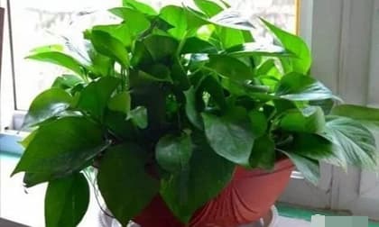 3 loại cây cảnh được gọi là 'không bao giờ chết', quanh năm xanh lá, người bận và lười mấy cũng trồng tốt