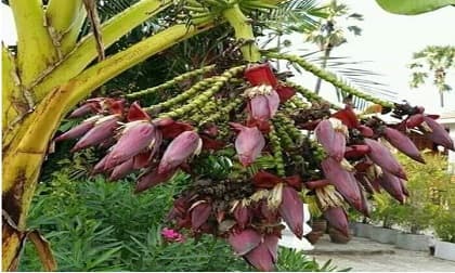 Buồng chuối kỳ lạ bắp nhiều hơn quả khiến dân mạng phải hiến kế cho chủ nhà