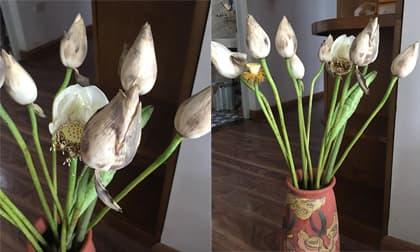 'Tăng xông' khi mua sen về càng để càng đen thui, cô gái lên mạng bóc phốt người bán nhưng dân mạng lại chỉ ra sai lầm khi chọn lựa