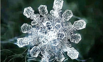 Kiểm tra tâm lý: Bạn thích bông tuyết nào từ cái nhìn đầu tiên? Ai là người bạn không bao giờ quên