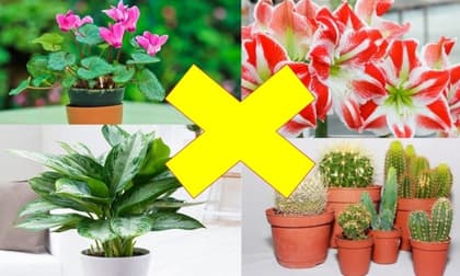 Loại hoa dù đẹp đến mấy cũng chớ cắm trong nhà kẻo gặp họa, loại thứ 2 nhiều người chơi nhất