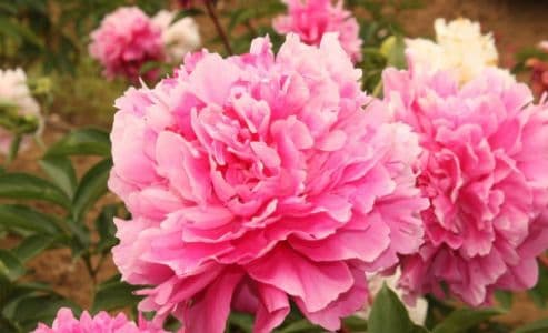 Nếu một người có sáu dấu hiệu tốt lành này, anh ta chắc chắn sẽ gặp may, và nếu có tất cả, xin chúc mừng