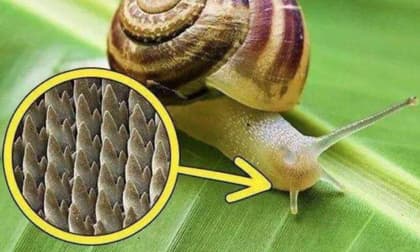 Tại sao ốc sên là sinh vật có răng nhiều nhất, phóng đại chúng hàng ngàn lần, bức ảnh khiến nhiều người nổi da gà