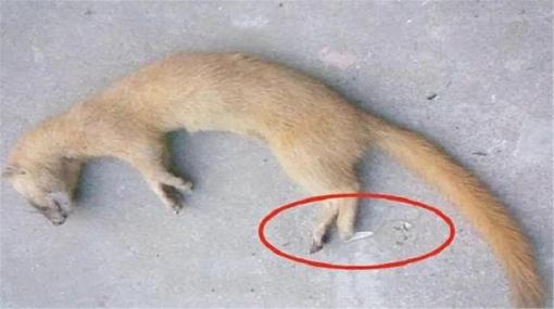 Tại sao người già nói rằng không thể giết chồn? Nghiên cứu khoa học cũng cho thấy giết chồn là không nên