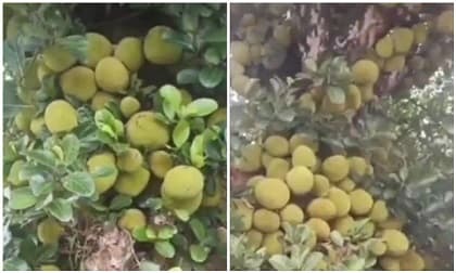 Cây mít sai chi chít như sung, nhưng lại khiến gia chủ khổ sở vì điều này