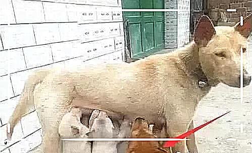 Mỗi lần cho con bú, chó cái lại kêu hú! Chủ nhà đã phát hiện ra sự thật sau khi quan sát, và đã cởi giày đánh đập một con trong số đó