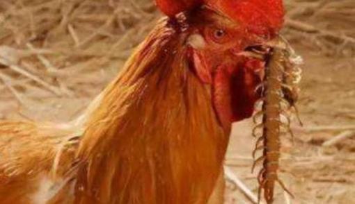 Con rết, đứng thứ nhất trong ngũ độc, nhưng sao độc của nó không giết được gà trống?