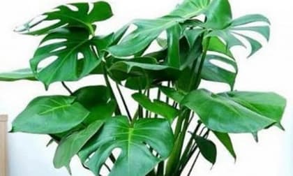 4 loại cây thích hợp cho người mới trồng, không phải bận tâm chăm sóc nhiều, tài lộc cả năm sẽ sung túc