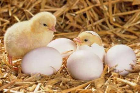 Nằm mơ thấy trứng sống có ý nghĩa gì?