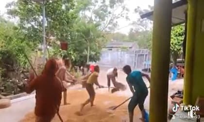 Clip cào thóc chạy mưa khiến những người xa quê cảm thấy rưng rưng nhớ về những ngày trẻ