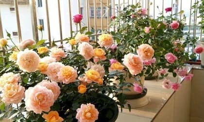 12 loại hoa này khi nở sẽ để được hàng trăm ngày, để ban công có hoa nở quanh năm